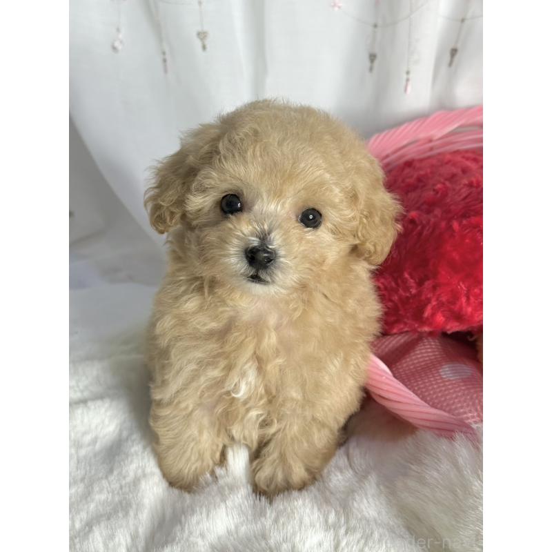 販売中の大阪府のティーカッププードル-435587の8枚目