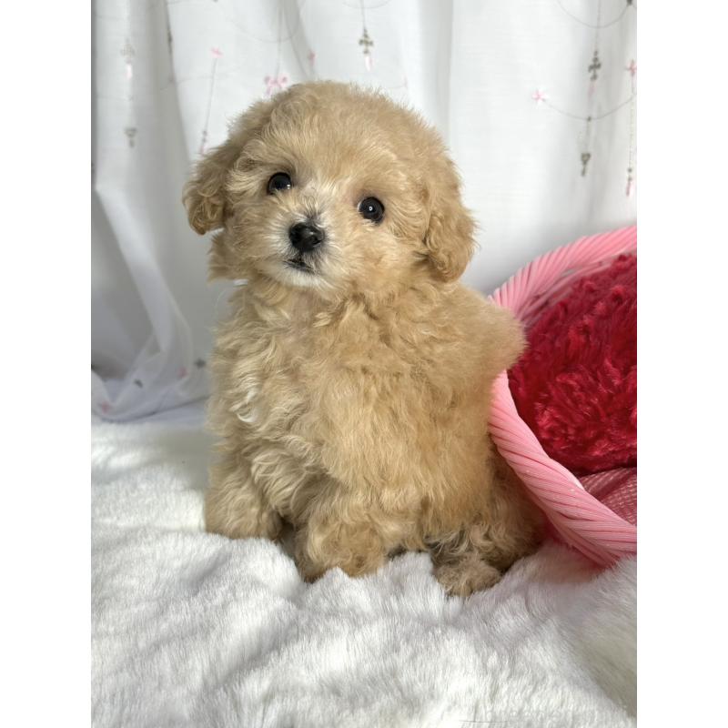 販売中の大阪府のティーカッププードル-435587の6枚目