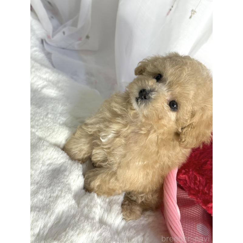 販売中の大阪府のティーカッププードル-435587の4枚目