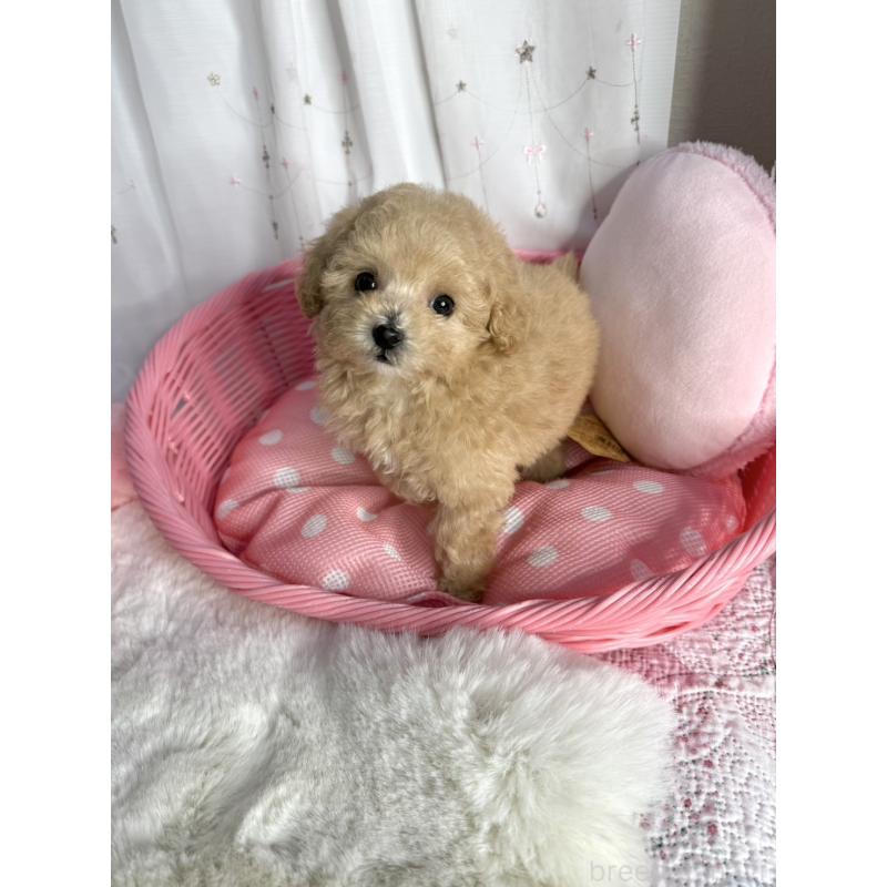 販売中の大阪府のティーカッププードル-435587の5枚目