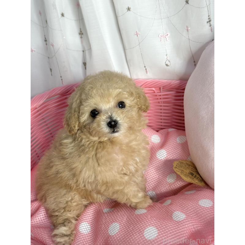 販売中の大阪府のティーカッププードル-435587の3枚目