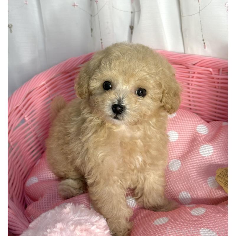 販売中の大阪府のティーカッププードル-435587の2枚目