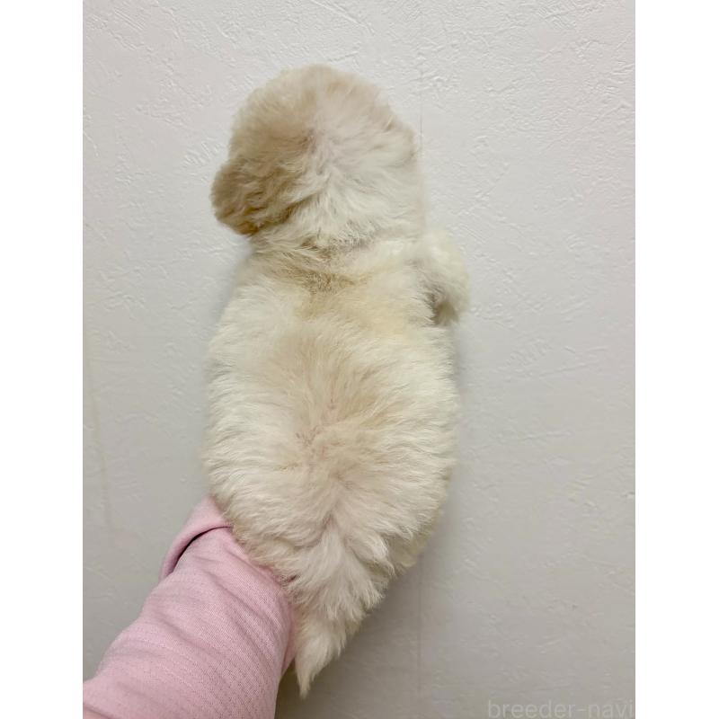 商談中の東京都のビションプー:ビションフリーゼ×トイプードル-430971の21枚目