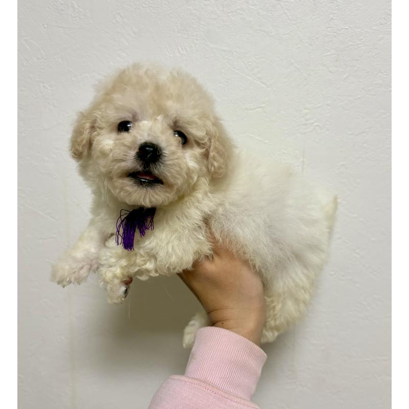 販売中の東京都のビションプー:ビションフリーゼ×トイプードル-430971