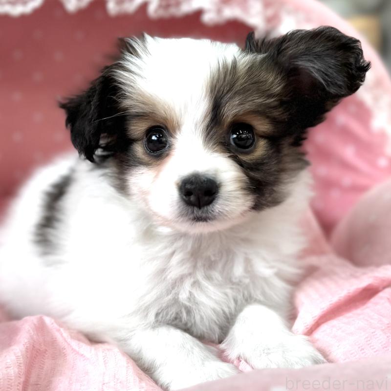 販売中の大阪府のパピヨン-435588の1枚目