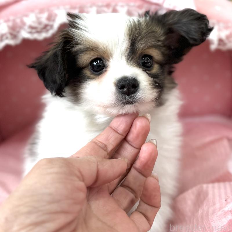 販売中の大阪府のパピヨン-435588の9枚目