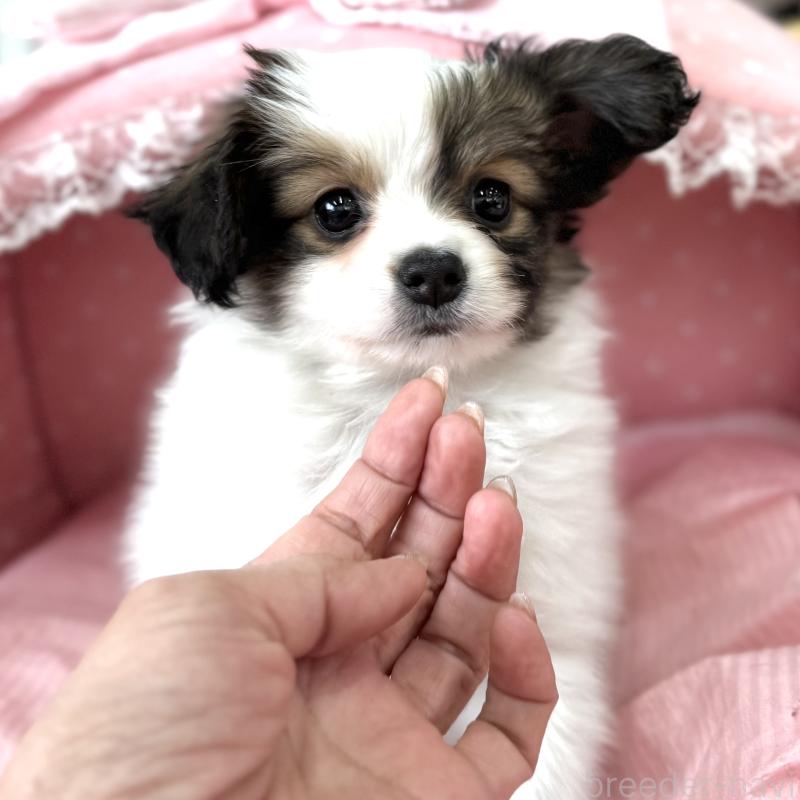 販売中の大阪府のパピヨン-435588の8枚目