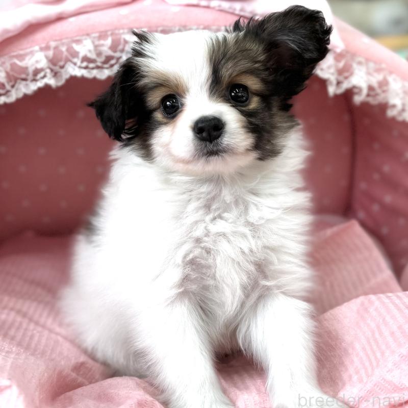 販売中の大阪府のパピヨン-435588の7枚目