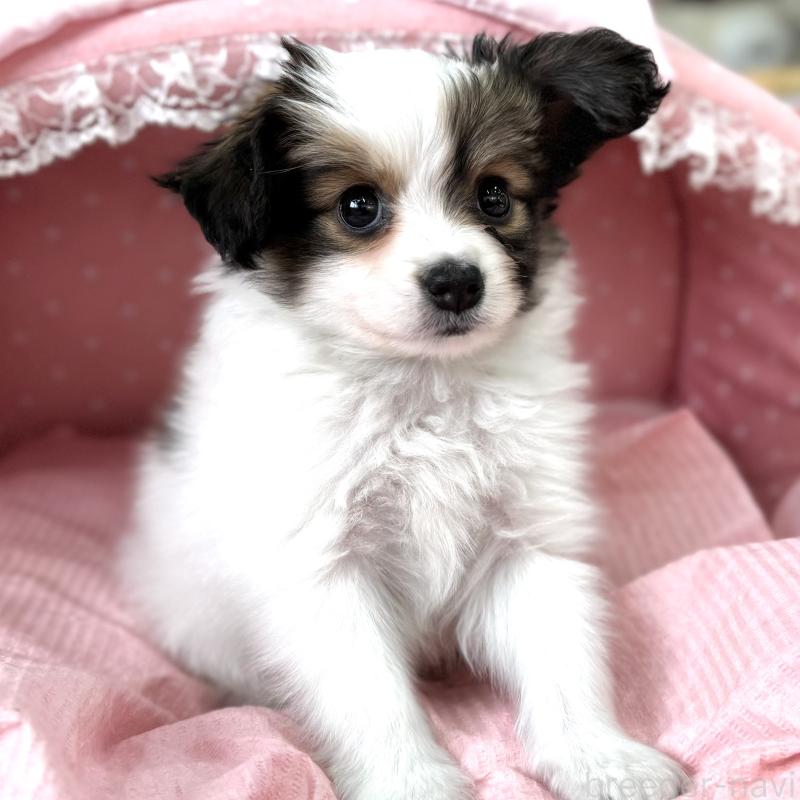 販売中の大阪府のパピヨン-435588の6枚目