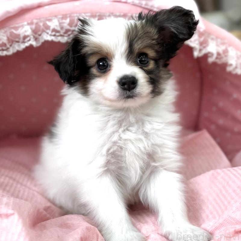 販売中の大阪府のパピヨン-435588の5枚目