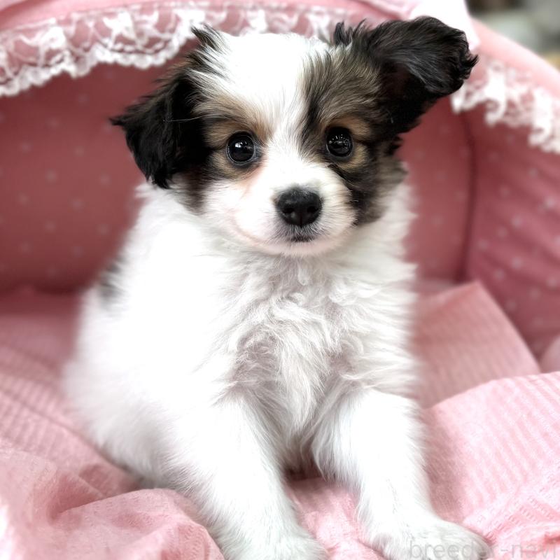 販売中の大阪府のパピヨン-435588の4枚目