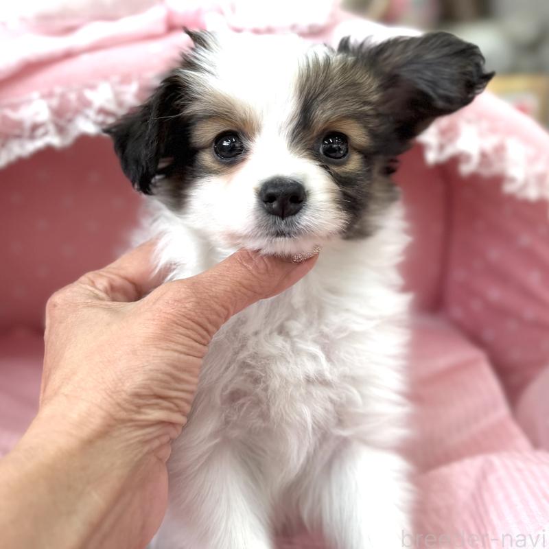 販売中の大阪府のパピヨン-435588の3枚目