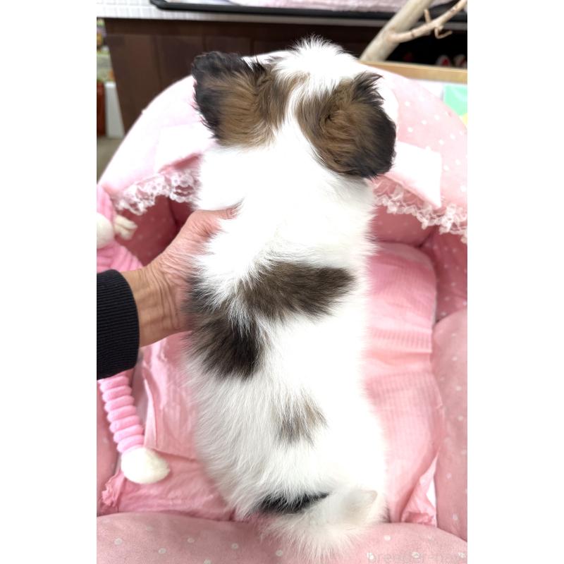 販売中の大阪府のパピヨン-435588の2枚目