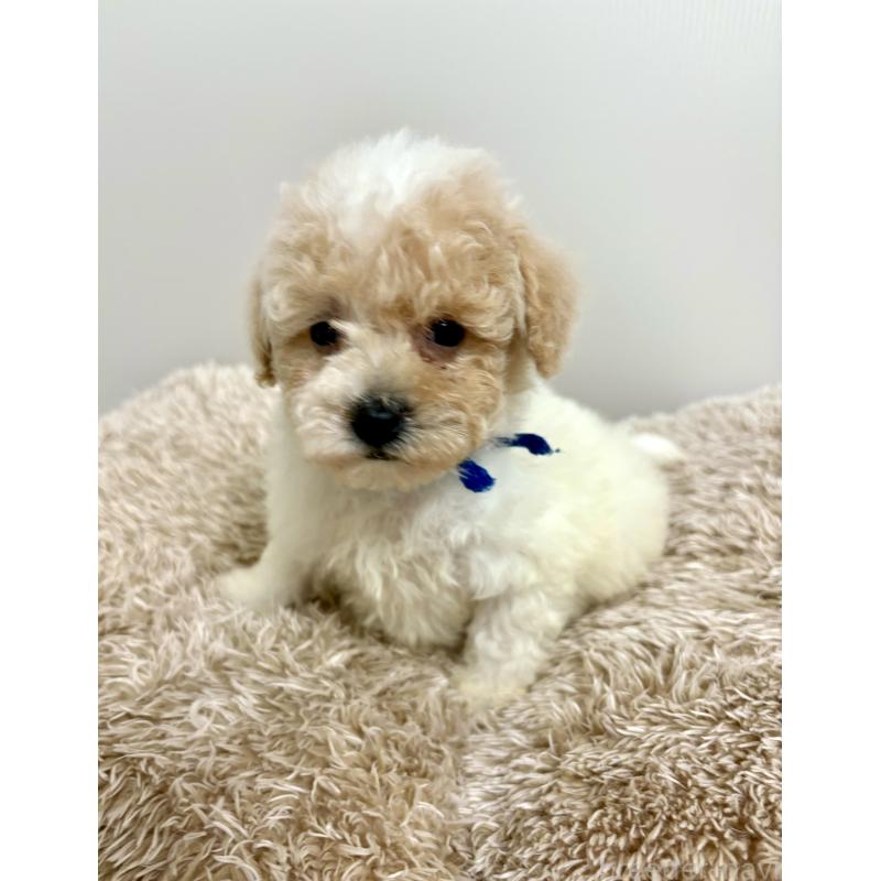 販売中の東京都のビションプー:ビションフリーゼ×トイプードル-430970