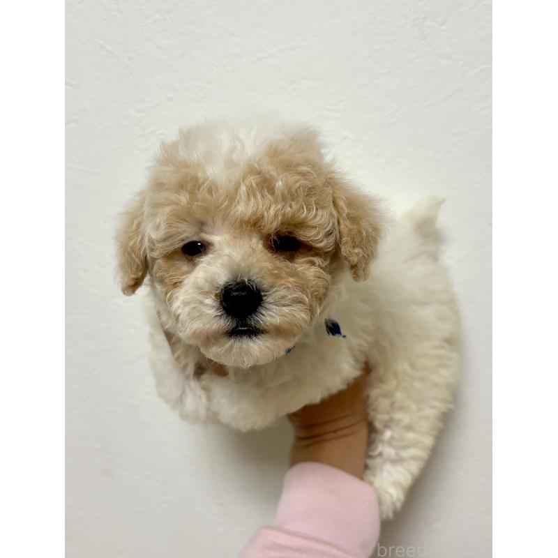 商談中の東京都のビションプー:ビションフリーゼ×トイプードル-430970の22枚目