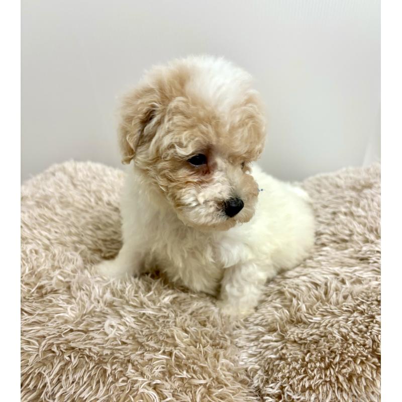 商談中の東京都のビションプー:ビションフリーゼ×トイプードル-430970の21枚目