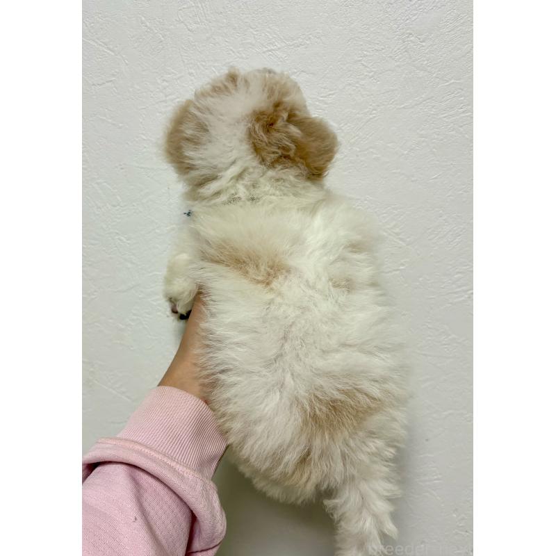 商談中の東京都のビションプー:ビションフリーゼ×トイプードル-430970の20枚目