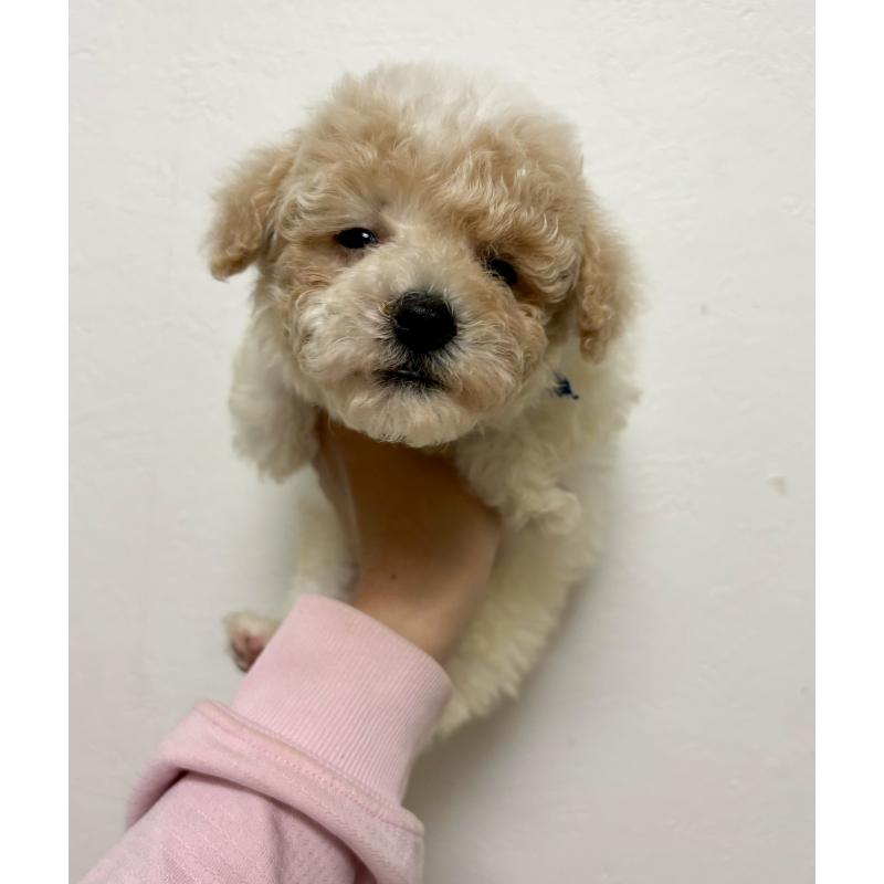 商談中の東京都のビションプー:ビションフリーゼ×トイプードル-430970の19枚目