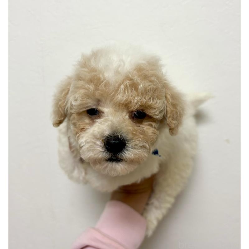 商談中の東京都のビションプー:ビションフリーゼ×トイプードル-430970の18枚目