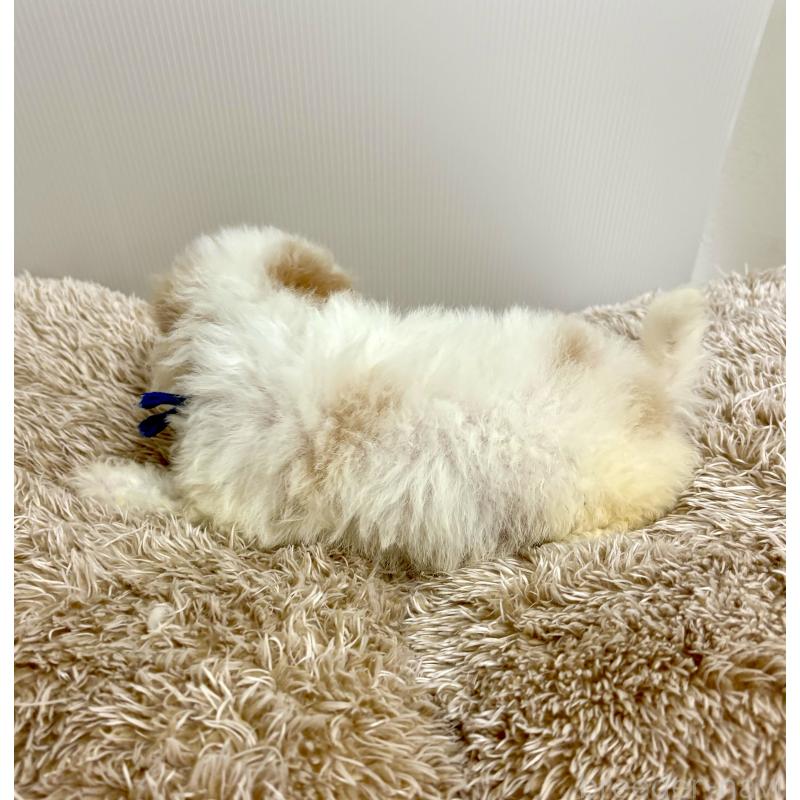 商談中の東京都のビションプー:ビションフリーゼ×トイプードル-430970の17枚目