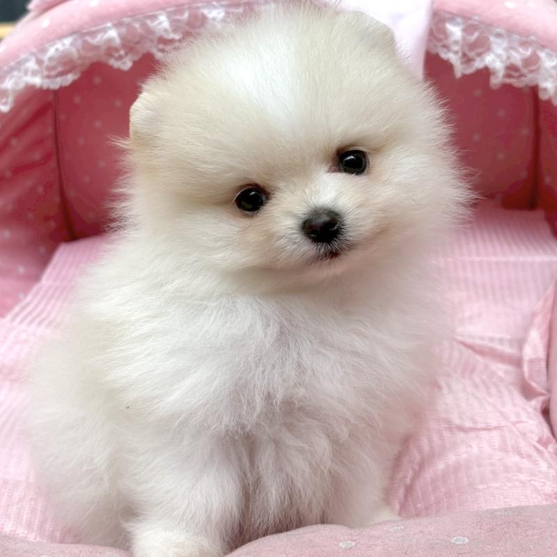 販売中の大阪府のポメラニアン-435589