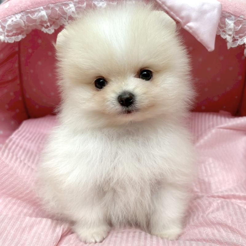 販売中の大阪府のポメラニアン-435589の9枚目