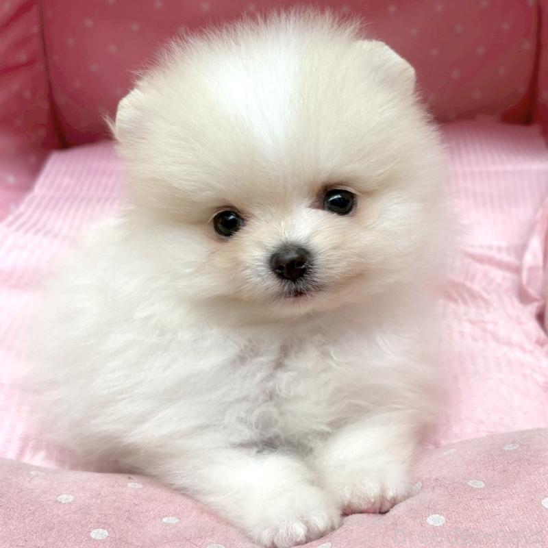 販売中の大阪府のポメラニアン-435589の8枚目