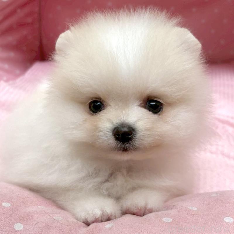 販売中の大阪府のポメラニアン-435589の6枚目