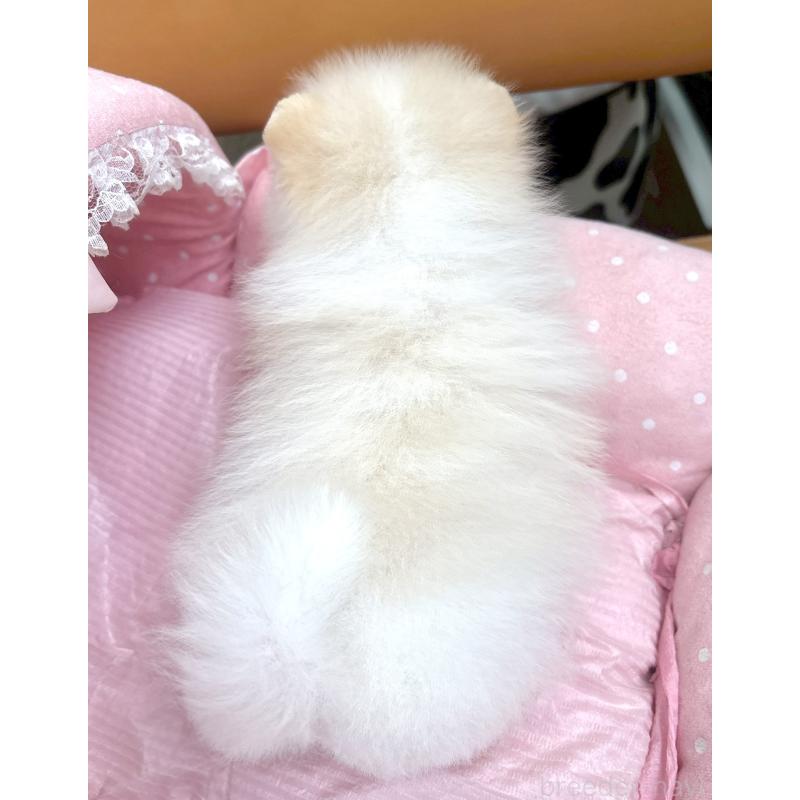 販売中の大阪府のポメラニアン-435589の3枚目