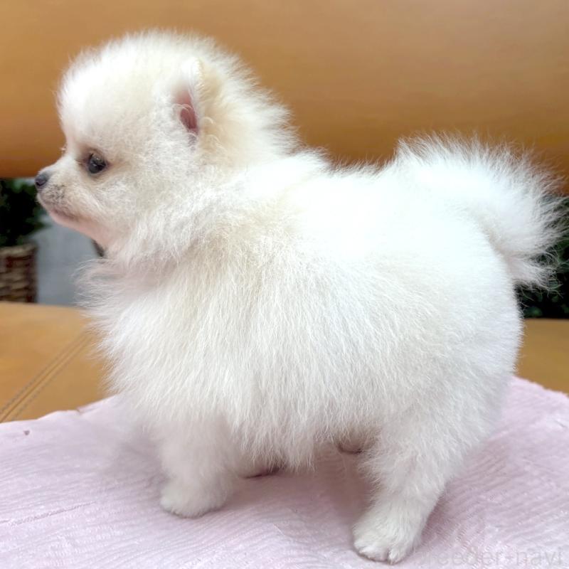 販売中の大阪府のポメラニアン-435589の2枚目