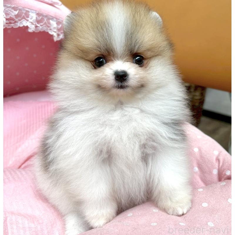 販売中の大阪府のポメラニアン-435591の9枚目