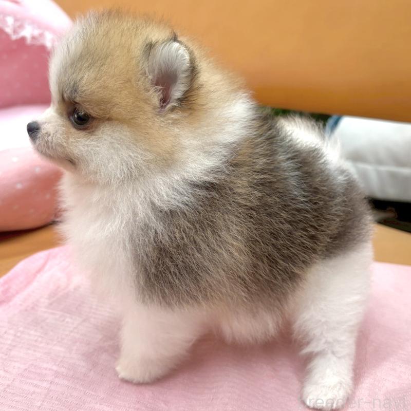 販売中の大阪府のポメラニアン-435591の8枚目