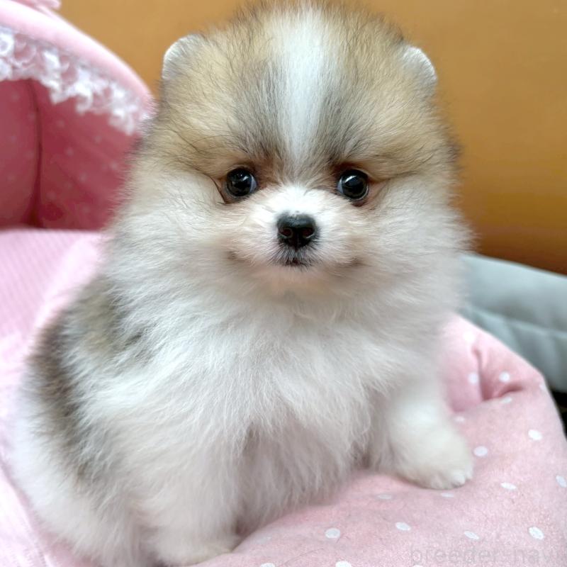 販売中の大阪府のポメラニアン-435591の7枚目