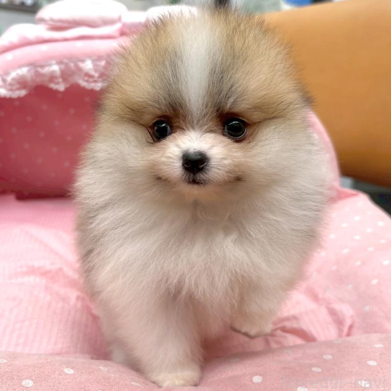 販売中の大阪府のポメラニアン-435591の6枚目