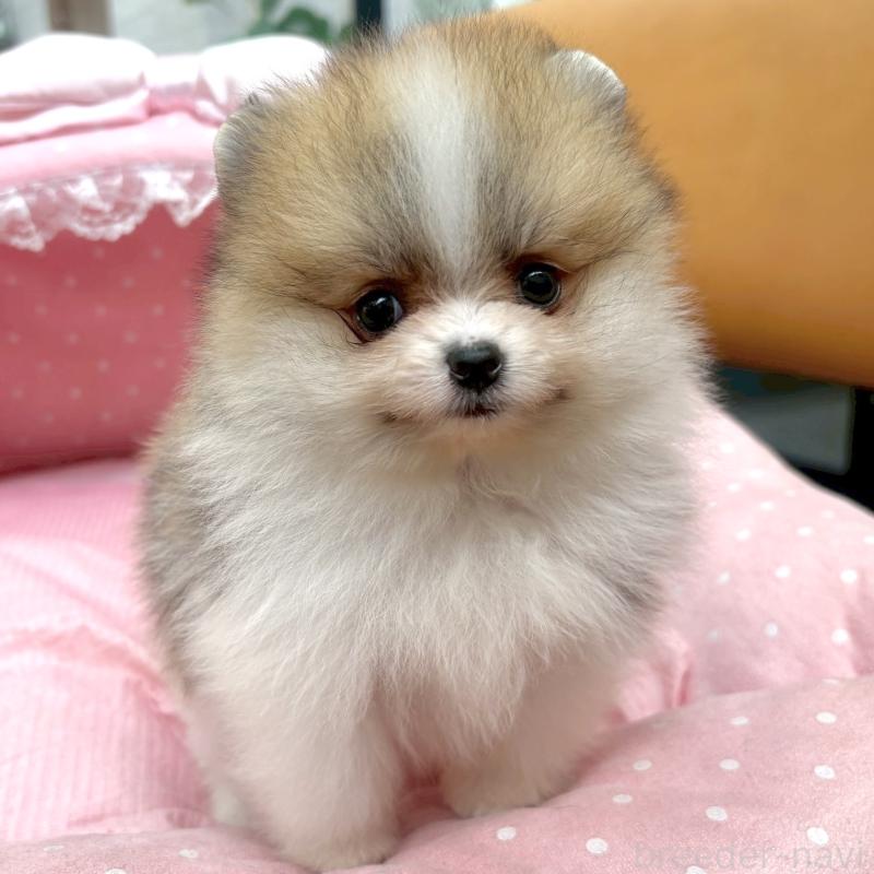 販売中の大阪府のポメラニアン-435591の5枚目