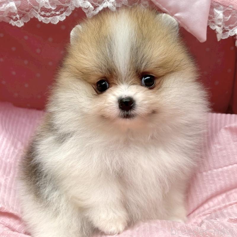 販売中の大阪府のポメラニアン-435591の4枚目