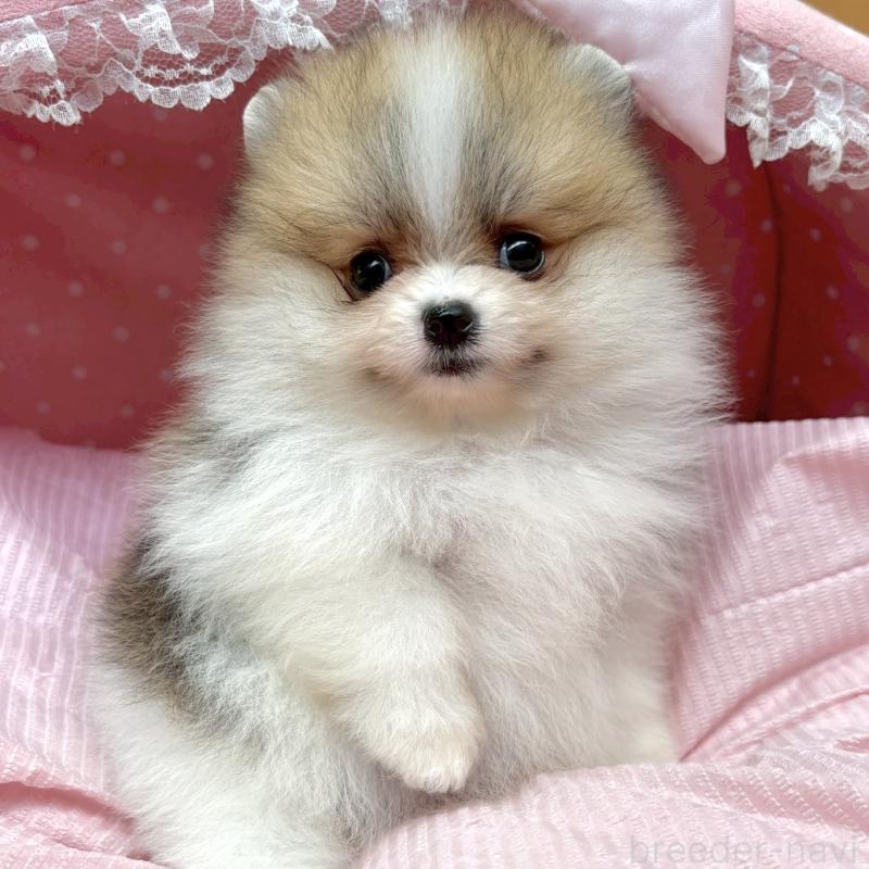 販売中の大阪府のポメラニアン-435591の1枚目