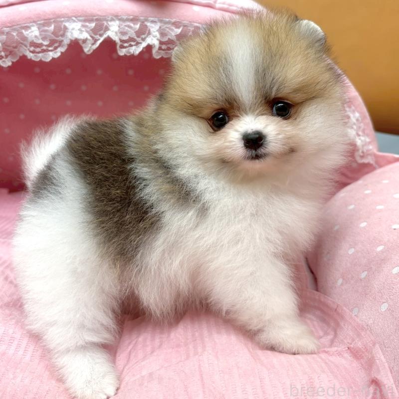 販売中の大阪府のポメラニアン-435591の3枚目
