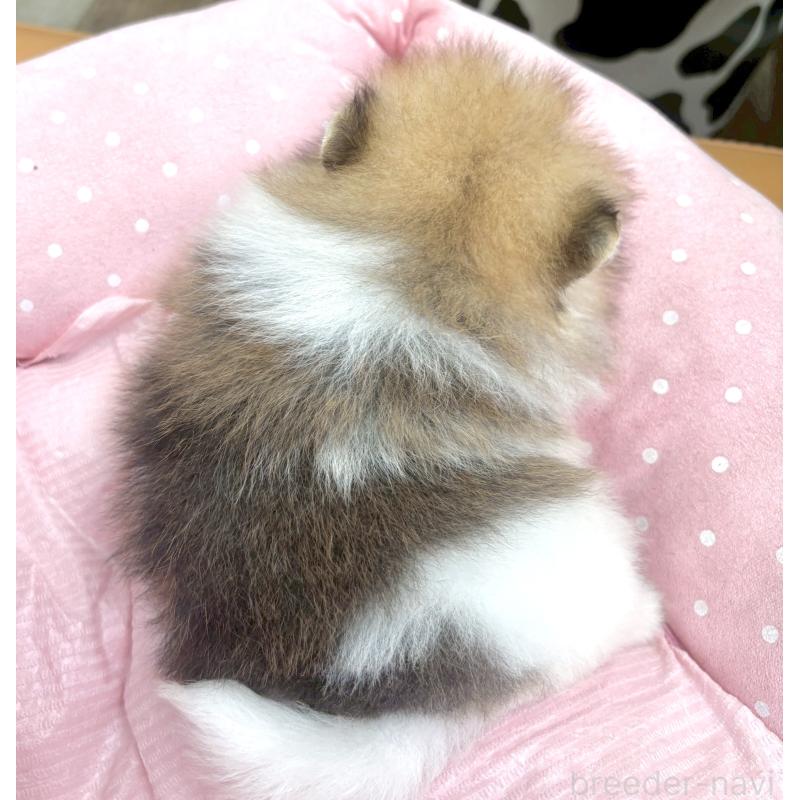 販売中の大阪府のポメラニアン-435591の2枚目