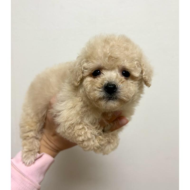 販売中の東京都のビションプー:ビションフリーゼ×トイプードル-430974