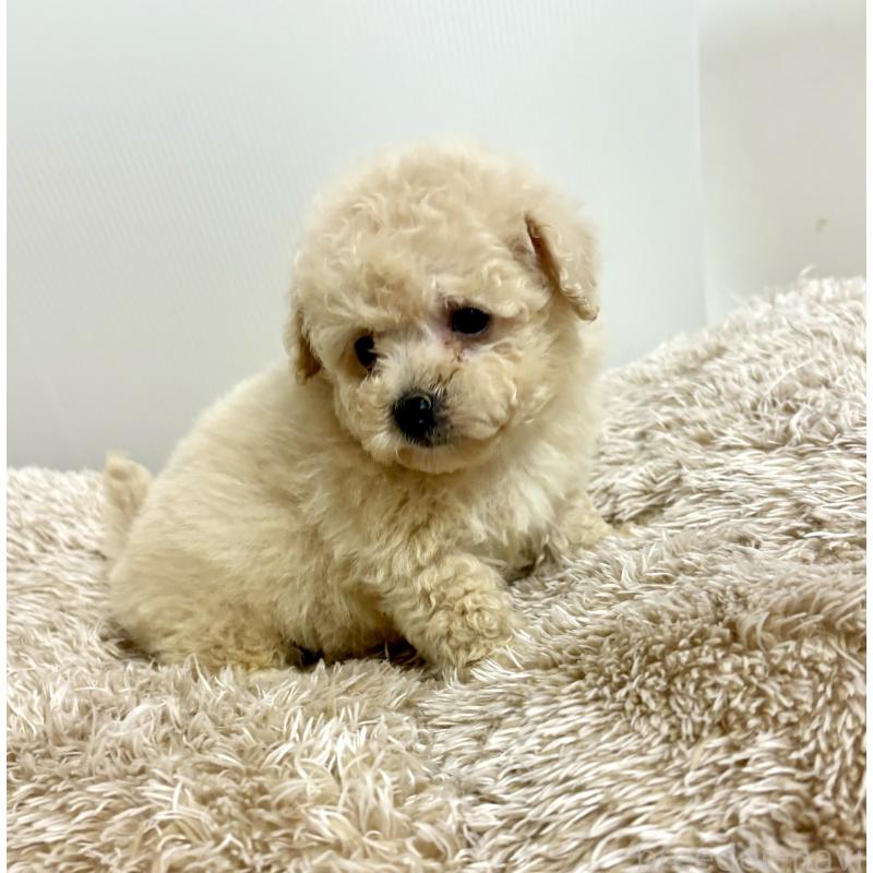 販売中の東京都のビションプー:ビションフリーゼ×トイプードル-430974の23枚目