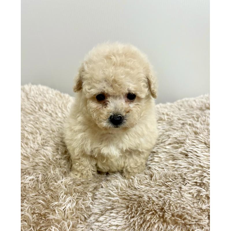 販売中の東京都のビションプー:ビションフリーゼ×トイプードル-430974の22枚目