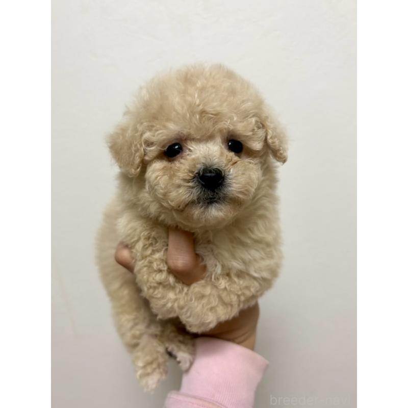 販売中の東京都のビションプー:ビションフリーゼ×トイプードル-430974の21枚目