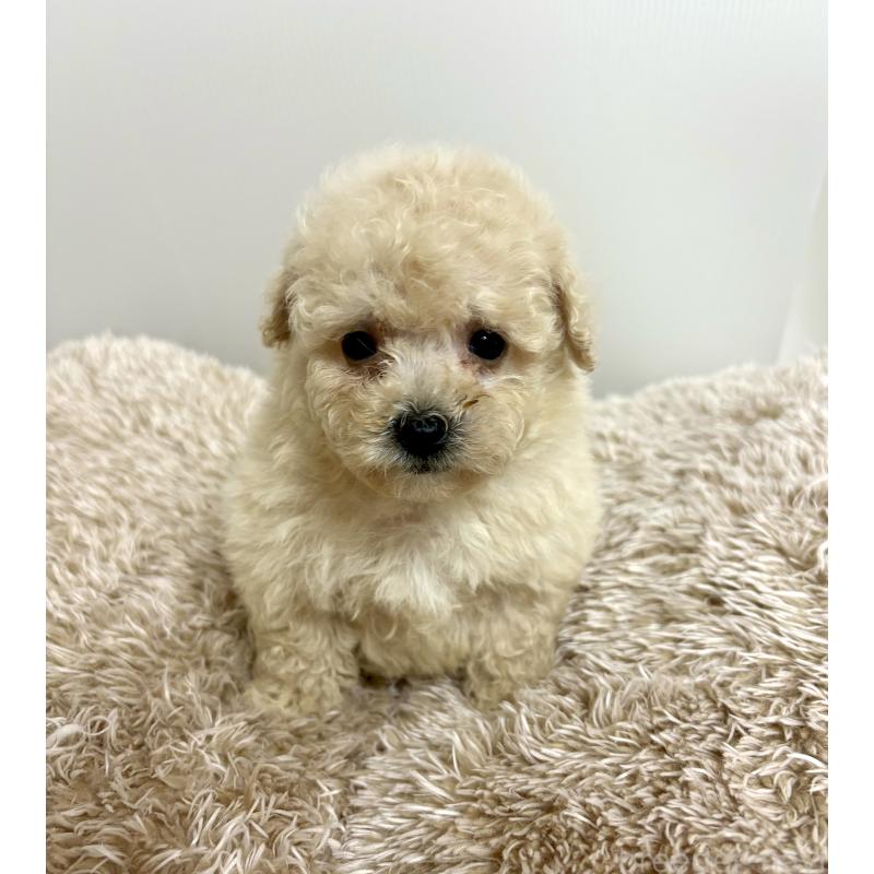 販売中の東京都のビションプー:ビションフリーゼ×トイプードル-430974の20枚目