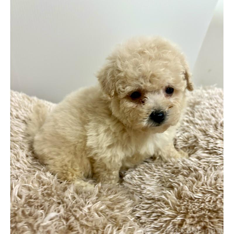 販売中の東京都のビションプー:ビションフリーゼ×トイプードル-430974の19枚目