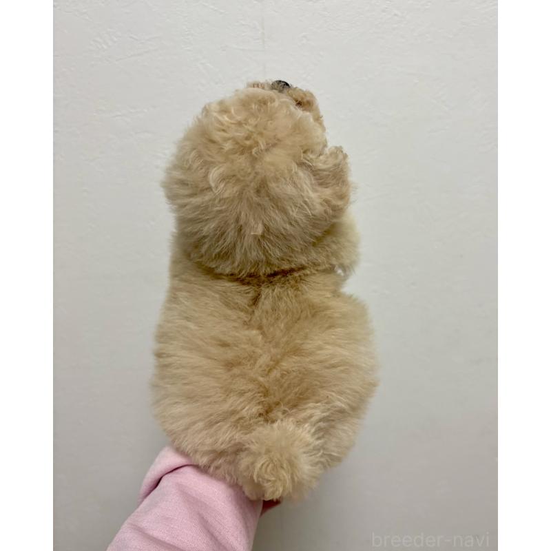 販売中の東京都のビションプー:ビションフリーゼ×トイプードル-430974の18枚目