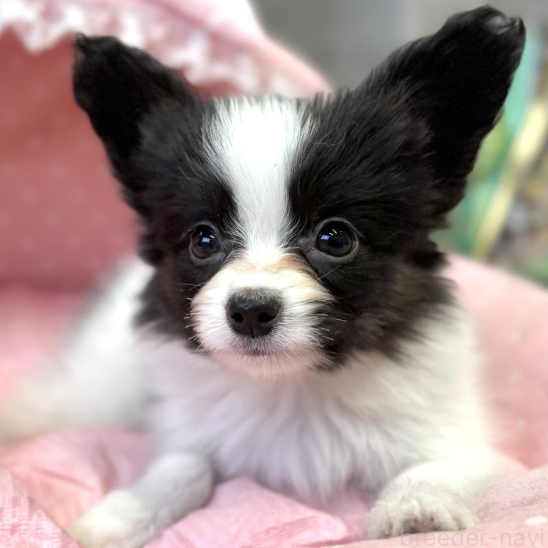 販売中の大阪府のパピヨン-435592の8枚目