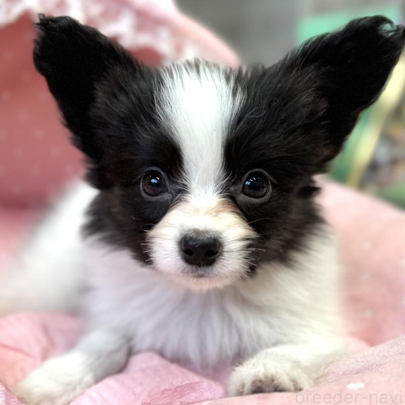 販売中の大阪府のパピヨン-435592の7枚目