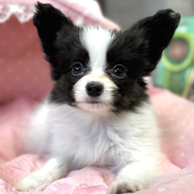 販売中の大阪府のパピヨン-435592の6枚目