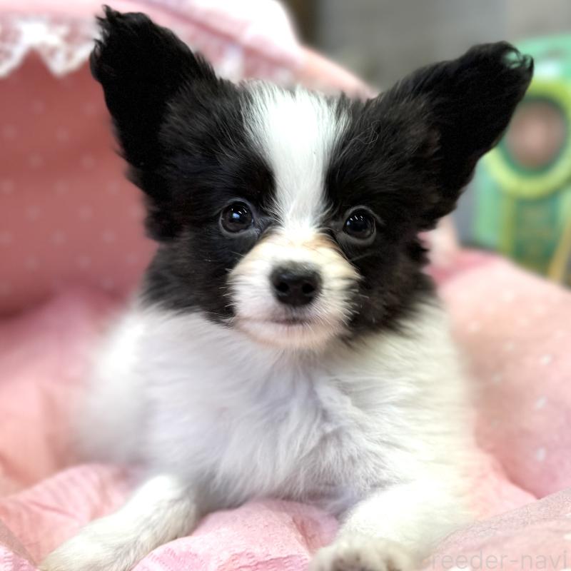 販売中の大阪府のパピヨン-435592の5枚目